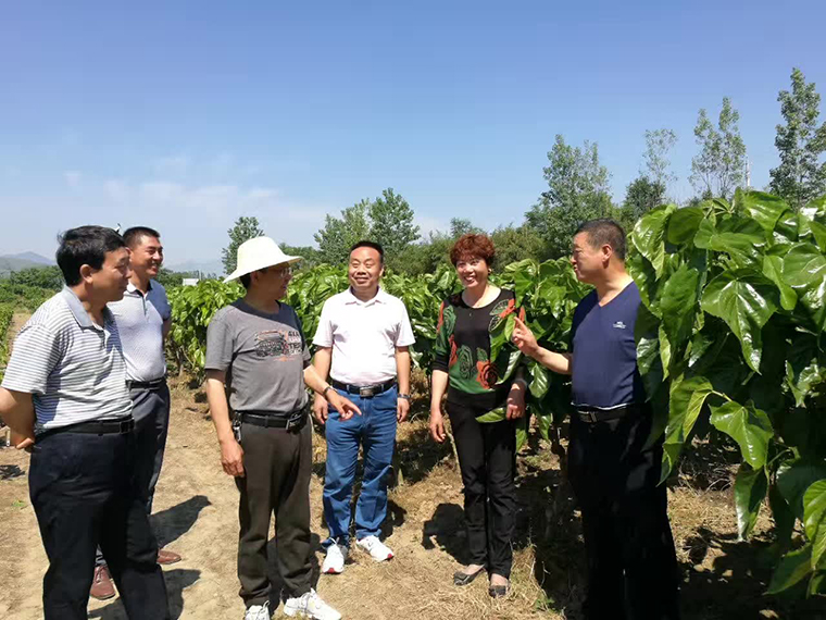 商州市洛南县林业局局长到我市参观考察蚕桑产业园区建设及大户培···