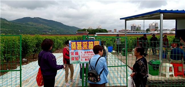 安康市蚕种场“金康”生态果桑园开园