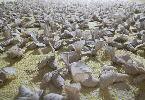 蚕种的繁育及保存方式