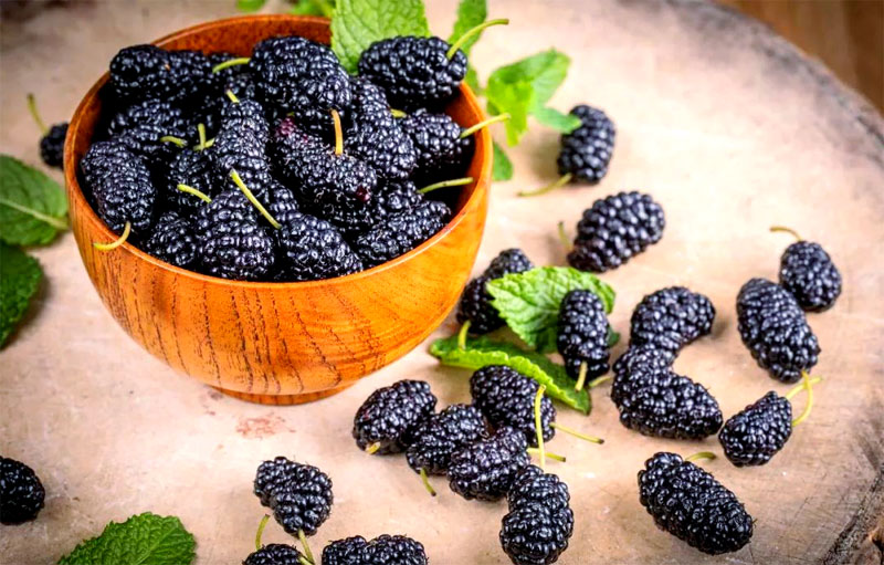 桑葚(桑果)的神奇功效与作用