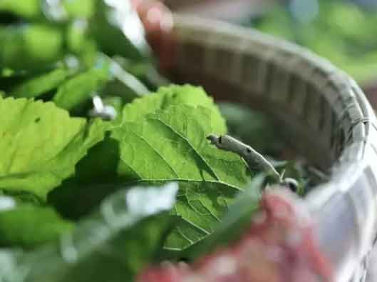 非遗文化|蚕桑丝织——桑叶育蚕宝，丝线织锦绣