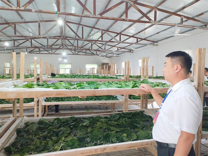 武文罡调研蚕桑产业发展情况