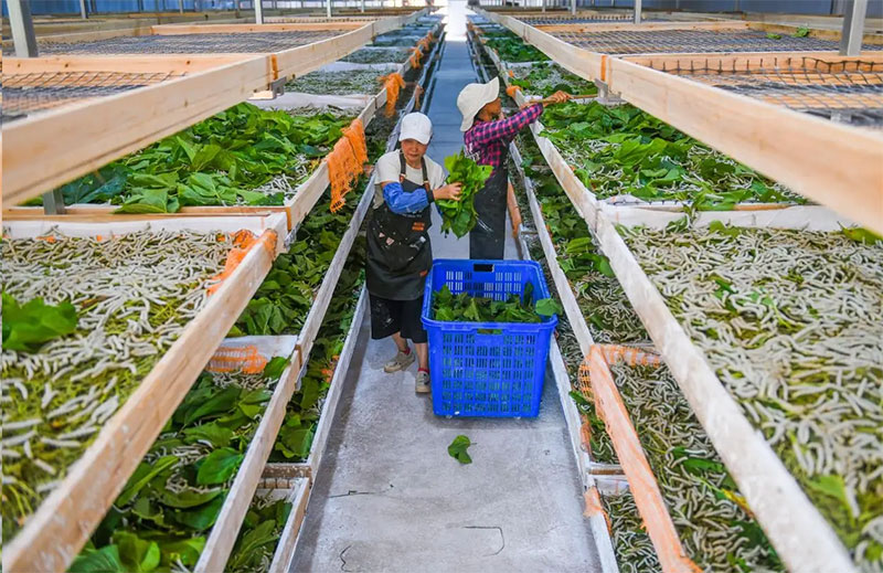 安康蚕桑产业实现恢复性高质量发展