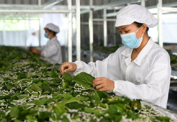 安康市汉滨区：以点带面激活蚕桑产业振兴新动能